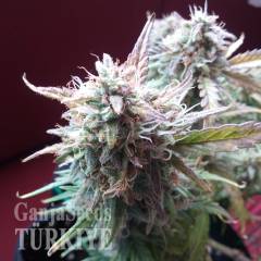 Auto Blueberry Bliss feminised Ganja Seeds