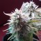 Auto Blueberry Bliss feminised Ganja Seeds Yüksek verimli kenevir tohumları