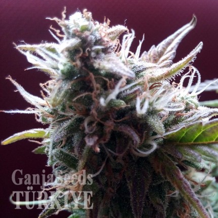 Auto Blueberry Bliss feminised Ganja Seeds