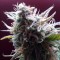 Auto Blueberry Bliss feminised Ganja Seeds Kenevir kültürü tohumları