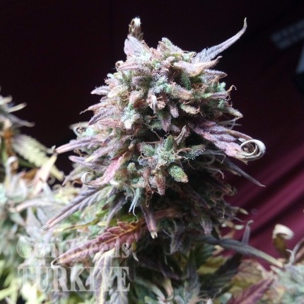 Auto Blueberry Bliss feminised Ganja Seeds
