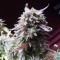 Auto Blueberry Bliss feminised Ganja Seeds Orijinal ambalajda kenevir tohumları