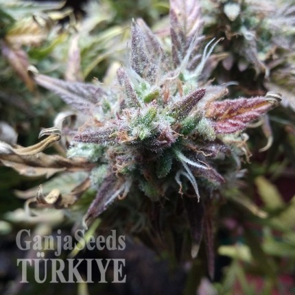 Auto Blueberry Bliss feminised Ganja Seeds