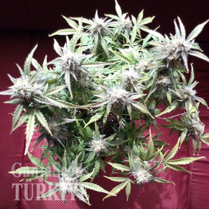 Auto Blueberry Bliss feminised Ganja Seeds