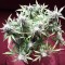 Auto Blueberry Bliss feminised Ganja Seeds Acemiler için kenevir tohumları