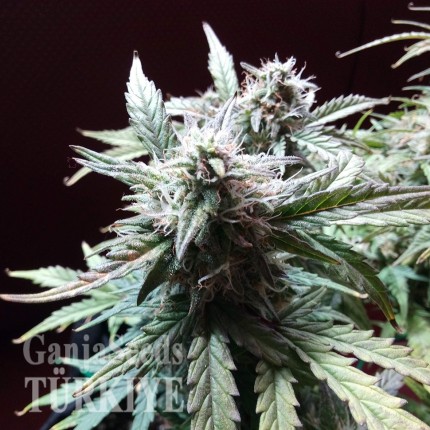 Auto Blueberry Bliss feminised Ganja Seeds