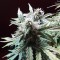Auto Blueberry Bliss feminised Ganja Seeds Tıbbi kenevir tohumları