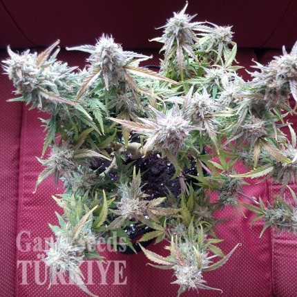 Auto Blueberry Bliss feminised Ganja Seeds
