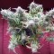 Auto Blueberry Bliss feminised Ganja Seeds Tıbbi sınıf kenevir çeşidi tohumları