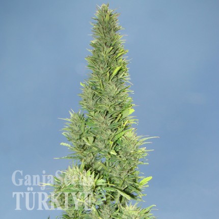 Auto Durban Poison feminised Ganja Seeds