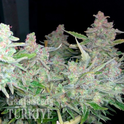 Auto Blueberry x Blue Mystic feminised Ganja Seeds Tıbbi sınıf kenevir çeşidi tohumları Auto Blueberry x Blue Mystic feminised Ganja Seeds