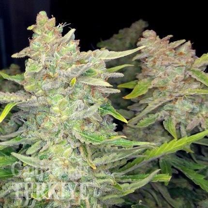 Auto Blueberry x Blue Mystic feminised Ganja Seeds Otoçiçeklenen kenevir tohumları Auto Blueberry x Blue Mystic feminised Ganja Seeds