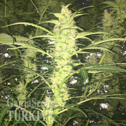 Auto Blueberry x Blue Mystic feminised Ganja Seeds Kenevir tohumları internet mağazası Auto Blueberry x Blue Mystic feminised Ganja Seeds