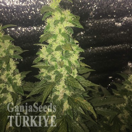 Türkiye’de Auto Blueberry x Blue Mystic feminised Ganja Seeds kenevir tohumu Auto Blueberry x Blue Mystic feminised Ganja Seeds