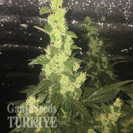 İstanbul’da Auto Blueberry x Blue Mystic feminised Ganja Seeds kenevir tohumu Auto Blueberry x Blue Mystic feminised Ganja Seeds