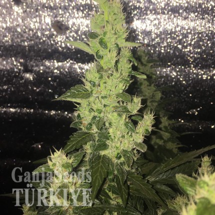 Ankara’da Auto Blueberry x Blue Mystic feminised Ganja Seeds kenevir tohumu Auto Blueberry x Blue Mystic feminised Ganja Seeds
