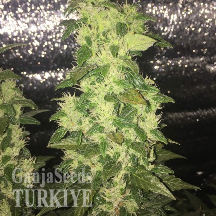 İzmir’de Auto Blueberry x Blue Mystic feminised Ganja Seeds kenevir tohumu Auto Blueberry x Blue Mystic feminised Ganja Seeds