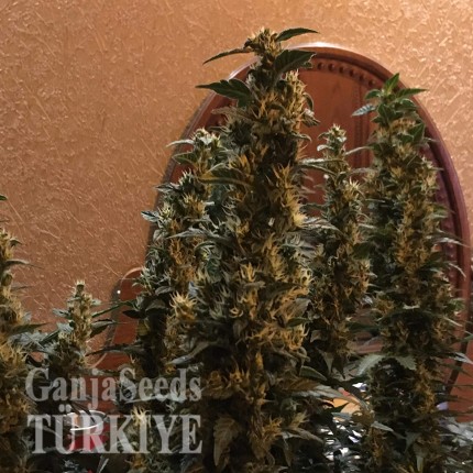 Antalya’da Auto Blueberry x Blue Mystic feminised Ganja Seeds kenevir tohumu Auto Blueberry x Blue Mystic feminised Ganja Seeds