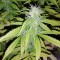 Fethiye’de  Auto Blueberry x Blue Mystic feminised Ganja Seeds kenevir tohumu