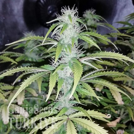 Bursa’da Auto Blueberry x Blue Mystic feminised Ganja Seeds kenevir tohumu Auto Blueberry x Blue Mystic feminised Ganja Seeds