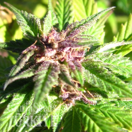 Adana’da Auto Blueberry x Blue Mystic feminised Ganja Seeds kenevir tohumu Auto Blueberry x Blue Mystic feminised Ganja Seeds