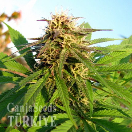 Aydın’da Auto Blueberry x Blue Mystic feminised Ganja Seeds kenevir tohumu Auto Blueberry x Blue Mystic feminised Ganja Seeds