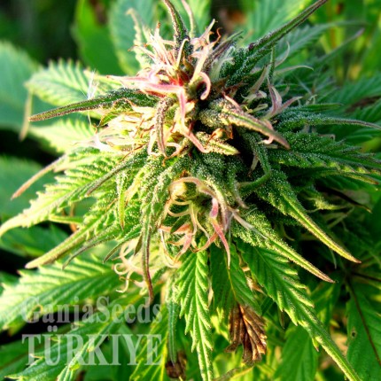 Denizli’de Auto Blueberry x Blue Mystic feminised Ganja Seeds kenevir tohumu Auto Blueberry x Blue Mystic feminised Ganja Seeds