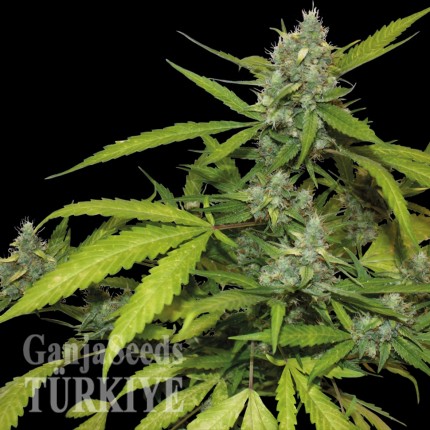 Isparta’da Auto Blueberry x Blue Mystic feminised Ganja Seeds kenevir tohumu Auto Blueberry x Blue Mystic feminised Ganja Seeds