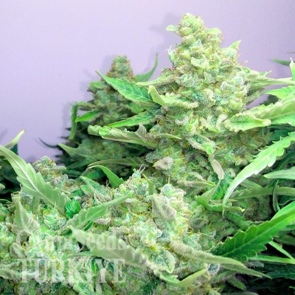 Konya’da Auto Blueberry x Blue Mystic feminised Ganja Seeds kenevir tohumu Auto Blueberry x Blue Mystic feminised Ganja Seeds