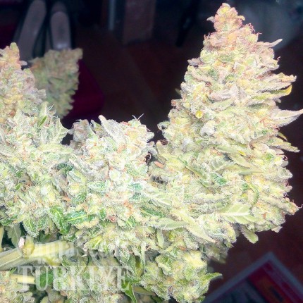 Mardin’de Auto Blueberry x Blue Mystic feminised Ganja Seeds kenevir tohumu Auto Blueberry x Blue Mystic feminised Ganja Seeds