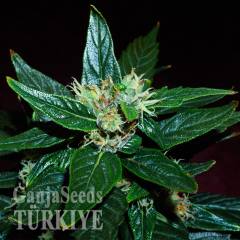 Auto Dedoverde Haze feminised Ganja Seeds