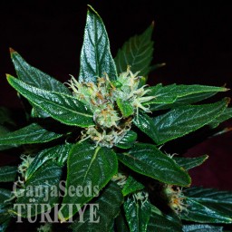 Auto Dedoverde Haze feminised Ganja Seeds