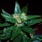 Auto Dedoverde Haze feminised Ganja Seeds