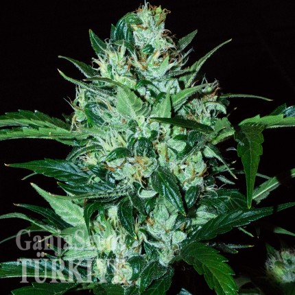 Auto Dedoverde Haze feminised Ganja Seeds Auto Dedoverde Haze feminised Ganja Seeds