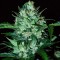 Auto Dedoverde Haze feminised Ganja Seeds