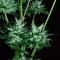 Auto Dedoverde Haze feminised Ganja Seeds