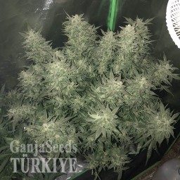 Auto Bomb feminised Ganja Seeds