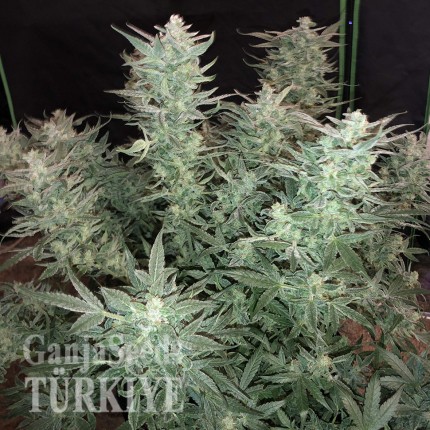 Auto Bomb feminised Ganja Seeds