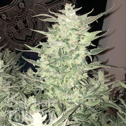 Auto Bomb feminised Ganja Seeds
