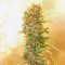 Auto Chronic Ryder feminised Ganja Seeds Orijinal ambalajda kenevir tohumları