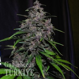 Auto LSD feminised Ganja Seeds