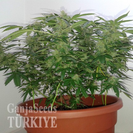 Auto Magnum feminised Ganja Seeds