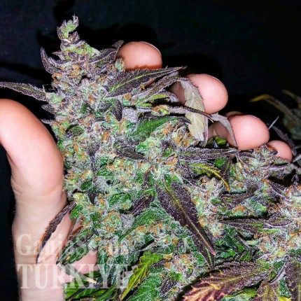 Auto Fastberry feminised Ganja Seeds