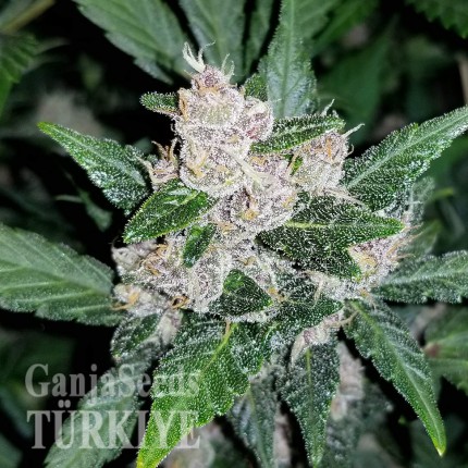 Auto Fastberry feminised Ganja Seeds