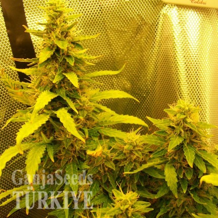 Auto Great White feminised Ganja Seeds