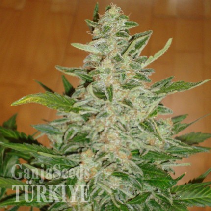 Auto Moby Dick feminised Ganja Seeds