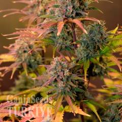 Auto Night Queen feminised Ganja Seeds