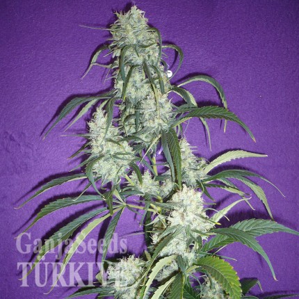 Black Widow feminised Ganja Seeds