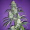 Türkiye'de online kenevir tohumu Black Widow feminised Ganja Seeds
