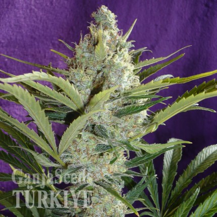 Black Widow feminised Ganja Seeds